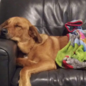 Meet your Posher, Amie